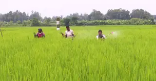 কৃষক কার্ড থেকে বঞ্চিত হওয়ার শঙ্কা সিরাজগঞ্জের চাষিদের